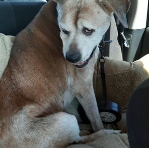 Meet your Posher, Virginia